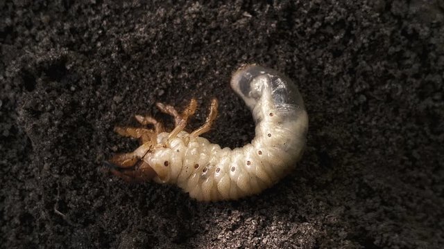 Maggot moving on ground, june beetle metamorphosis, destructive insect pest