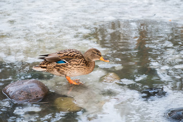 One duck female Anas platyrhynchos stands on ice near an unfrozen lake.