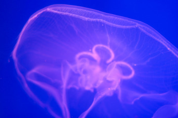 Transparent jellyfish close-up on a blue background
