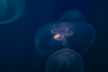 Several jellyfish in dark blue backlight in the aquarium. Transparent jellyfish on a blue background. Free space for text