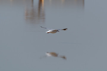 Sterna nelle saline di Cervia