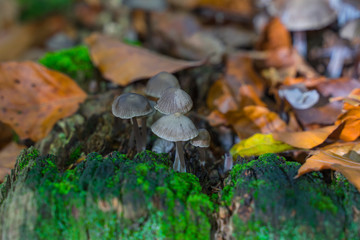 Mushrooms, surrounded by autumn leaves on a tree stump.