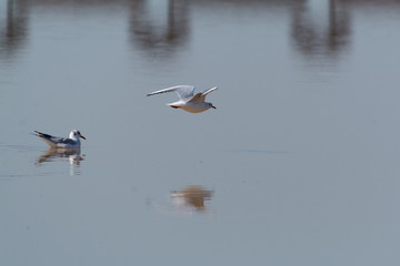 Sterna nelle saline di Cervia