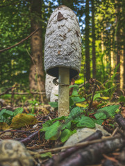 Pilz