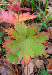 Bright autumn leaves Geum in the woods on a background of fallen leaves
