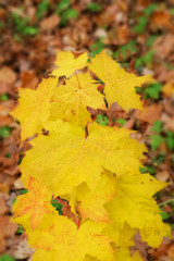Naklejka na ściany i meble Small maple with yellow leaves on the background of fallen foliage in autumn.
