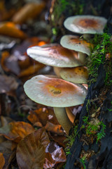 Mushrooms grow up on the side of a tree stump. Selective focus.