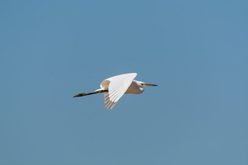 Airone in vole nelle saline di Cervia