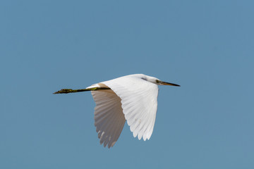 Airone in vole nelle saline di Cervia