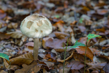 A mushroom with round cap in autumn leaves on the forest floor.