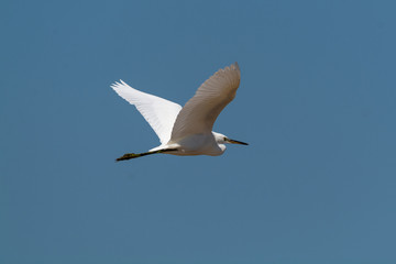 Airone in vole nelle saline di Cervia