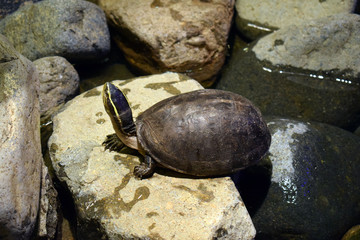 turtle on the stone