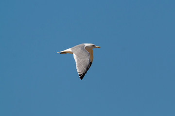 Sterna nelle saline di Cervia