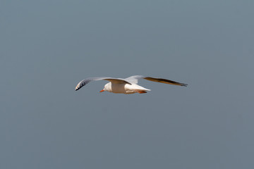 Sterna nelle saline di Cervia
