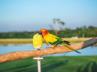 Beautiful bird pet Sun Conure parrot (Aratinga solstitialis) eating sweet corn on a log. This Sun Conure parrot is a bird pet that is left to live freely.
