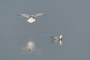Sterna nelle saline di Cervia