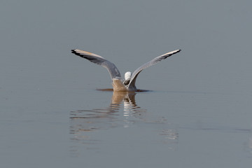 Sterna nelle saline di Cervia