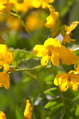 Leuchtend gelbe Blüten der Gewürzrinde