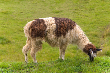 Fototapeta premium Alpaca is walking in Machu Picchu in Peru