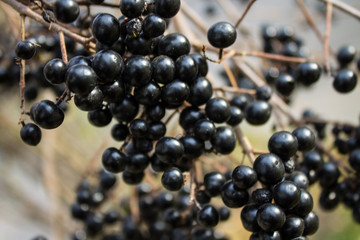 Bunches of small black berries on a tree branch with autumn leaves