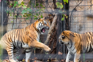 ケンカ中のアムールトラ