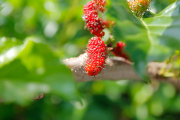 mulberry fruit on tree in organic farm
