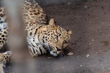 アムールヒョウ