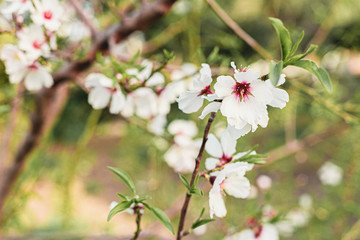 Beautiful almond tree flowers on a branch in the tree with blue sky behind
