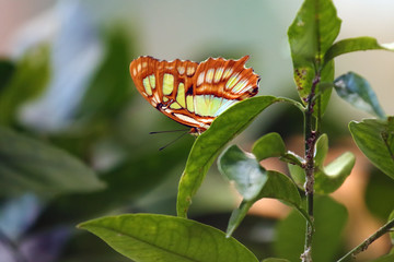 Siprota stelenes butterfly sitting on green leaf. Small colorful butterfly sitting on a bush in a botanical garden.