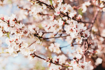 Beautiful almond tree flowers on a branch in the tree with blue sky behind