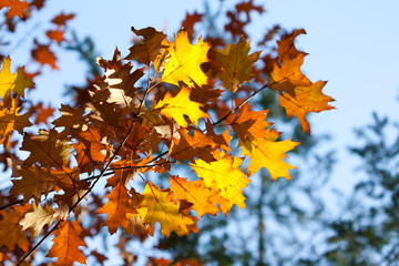 Background of colored autumn leaves.