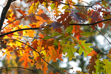 Fototapeta premium Background of colored autumn leaves.