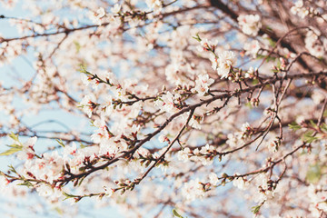 Beautiful almond tree flowers on a branch in the tree with blue sky behind