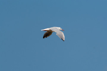 Gabbiano in volo alle saline di Cervia