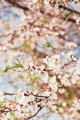 Beautiful almond tree flowers on a branch in the tree with blue sky behind