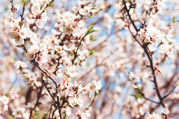 Beautiful almond tree flowers on a branch in the tree with blue sky behind