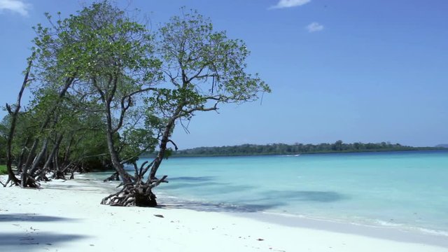 mangrove tree on the beach