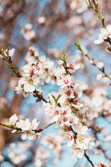 Beautiful almond tree flowers on a branch in the tree with blue sky behind