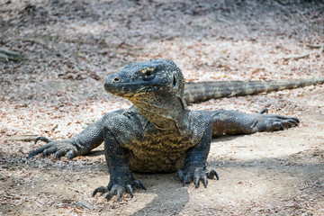 Fototapeta premium Indonesia - Komodo island - The endangered Komodo dragon (Varanus komodoensis) in half sitting attentive pose with head turned left with blured background