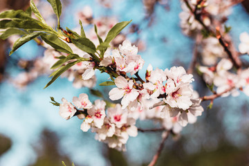 Beautiful almond tree flowers on a branch in the tree with blue sky behind