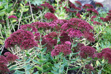 Sedum purpurascens, plants and flowers by the end of summer,Zagreb, Croatia, Europe