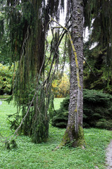 Fototapeta premium Picea abies, plants and flowers by the end of summer,Zagreb, Croatia, Europe