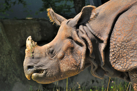 Panzernashorn im Tierpark Hellabrunn