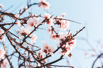 Beautiful almond tree flowers on a branch in the tree with blue sky behind