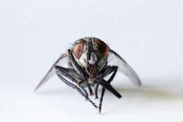 Closeup di una mosca 