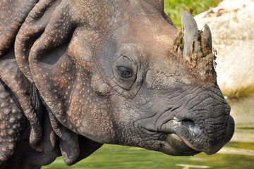 Fototapeta premium Panzernashorn im Tierpark Hellabrunn