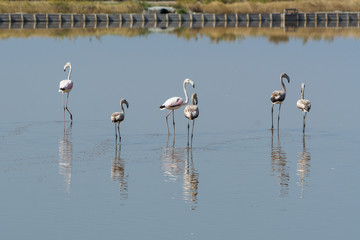 Fenicotteri rosa nelle saline di Cervia