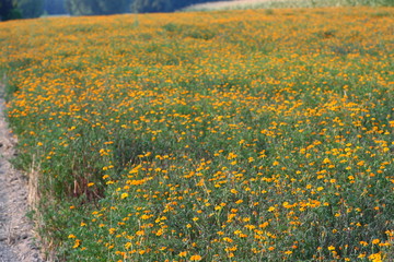 Obraz premium Blumenwiese im Spätsommer