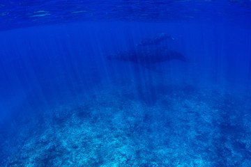 Humpback whale mother and in Kingdom of Tonga