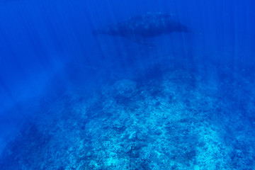 Humpback whale mother and in Kingdom of Tonga